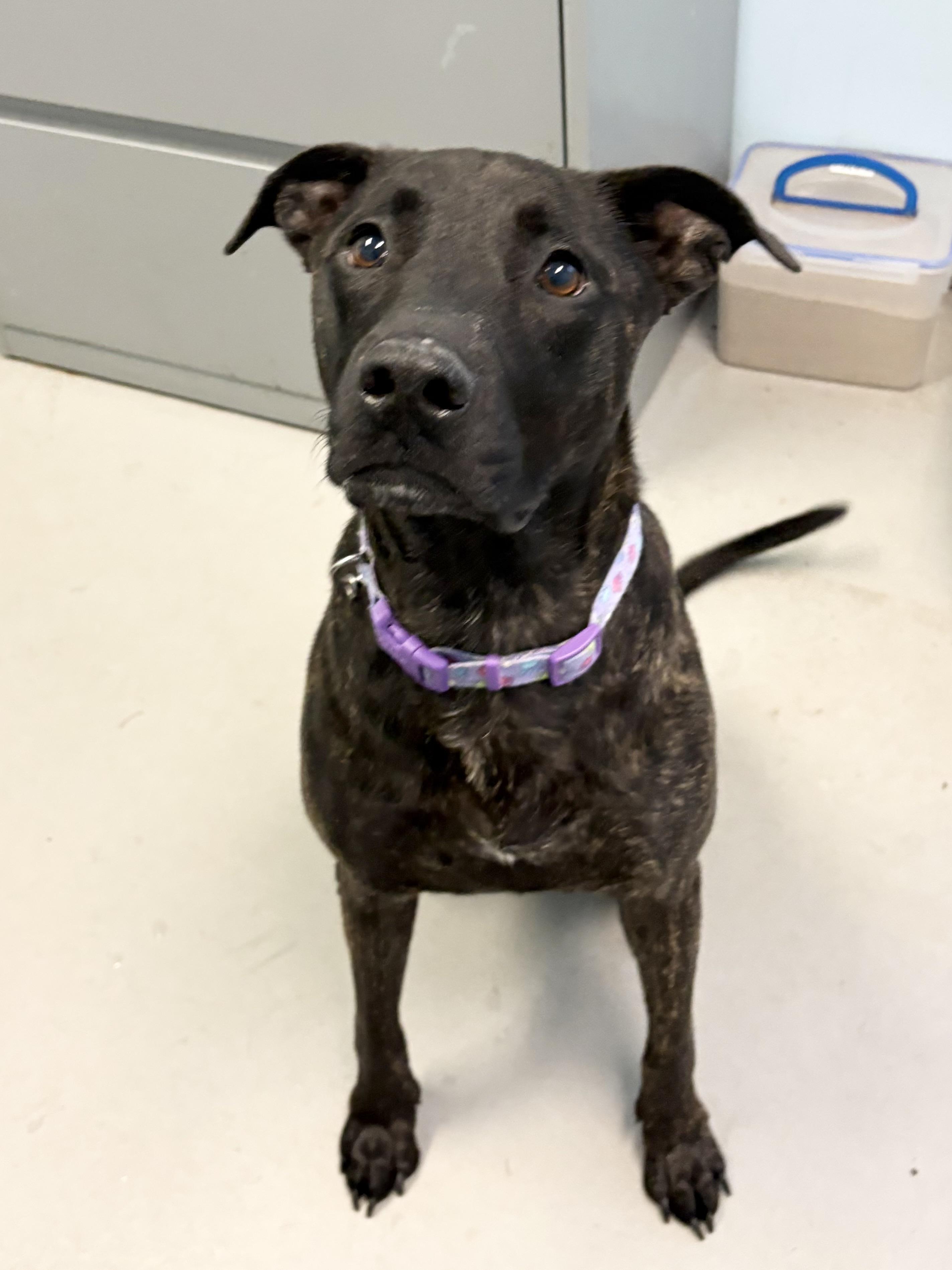 Enlarge Sugar, a ADOPTABLE Mixed Breed in Big Rapids, MI image 1/2