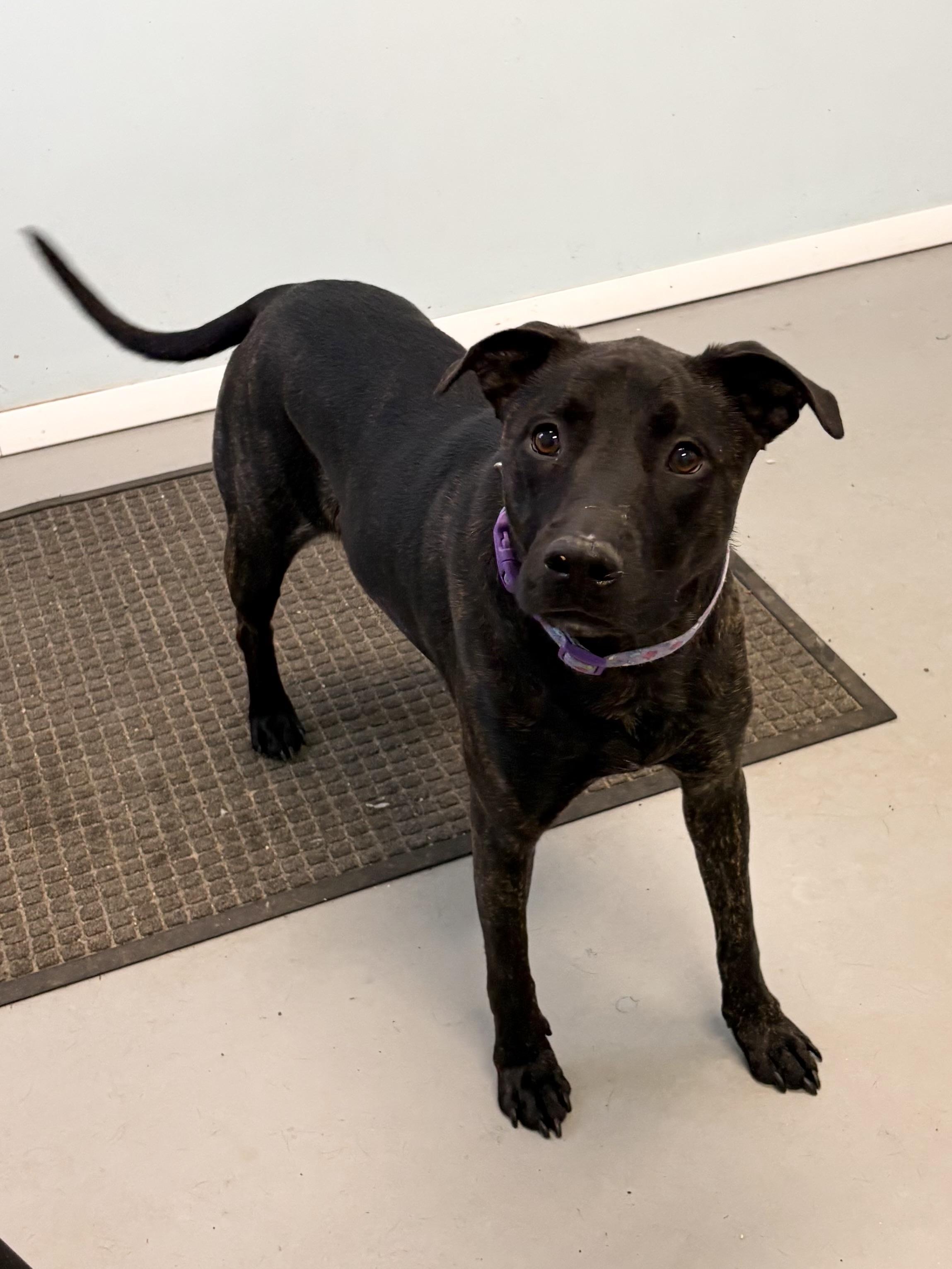 Enlarge Sugar, a ADOPTABLE Mixed Breed in Big Rapids, MI image 2/2