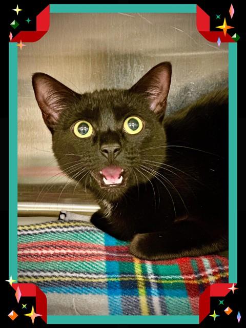 Michiko- #49927, ADOPTABLE, Young Female Domestic Short Hair.