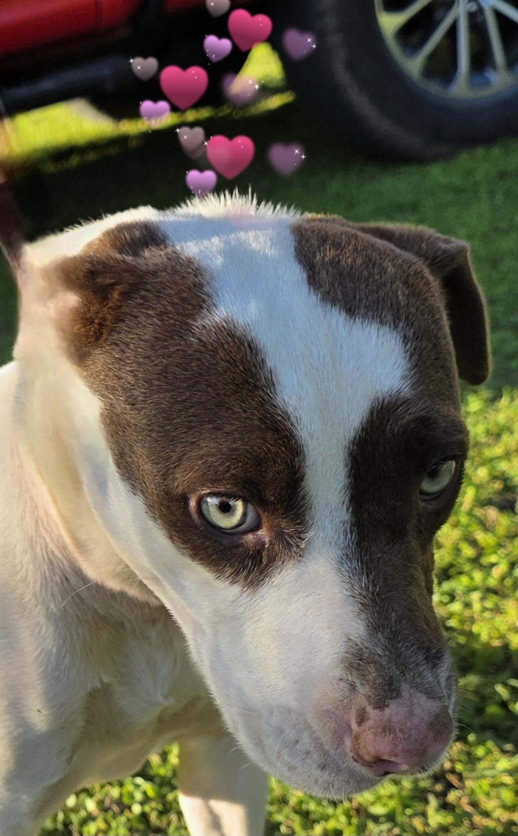 Zinnia, a Adoptable mixed breed in Warren, RI image 1/5