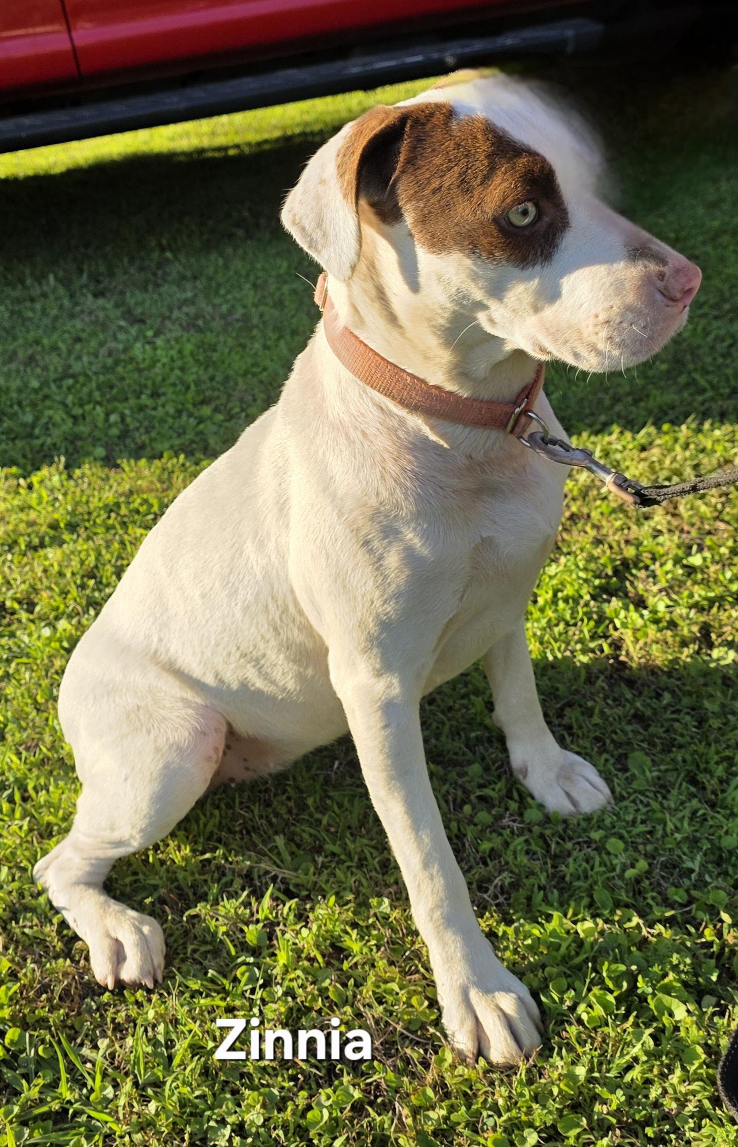 Zinnia, a Adoptable mixed breed in Warren, RI image 4/5