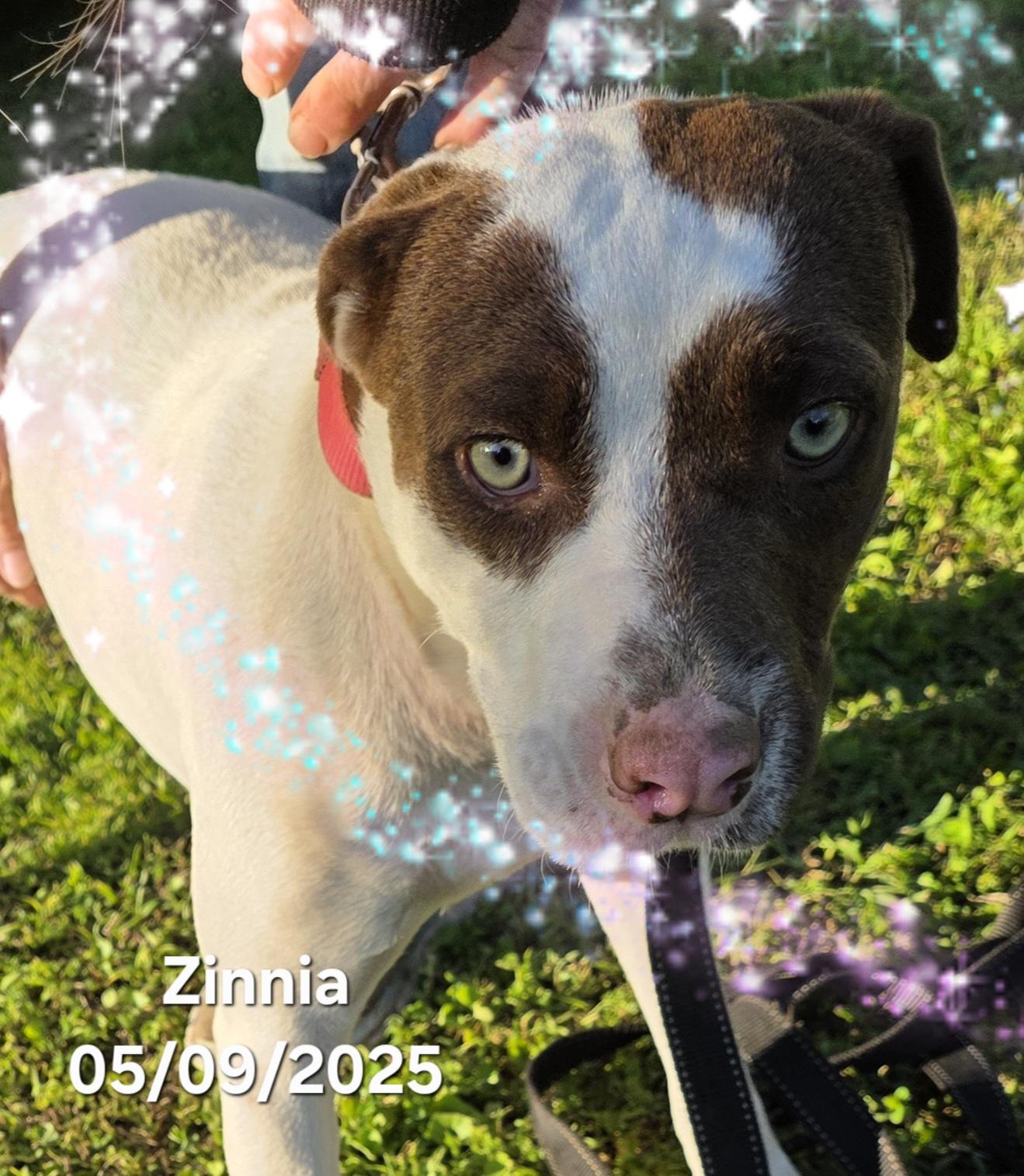 Zinnia, a Adoptable mixed breed in Warren, RI image 5/5