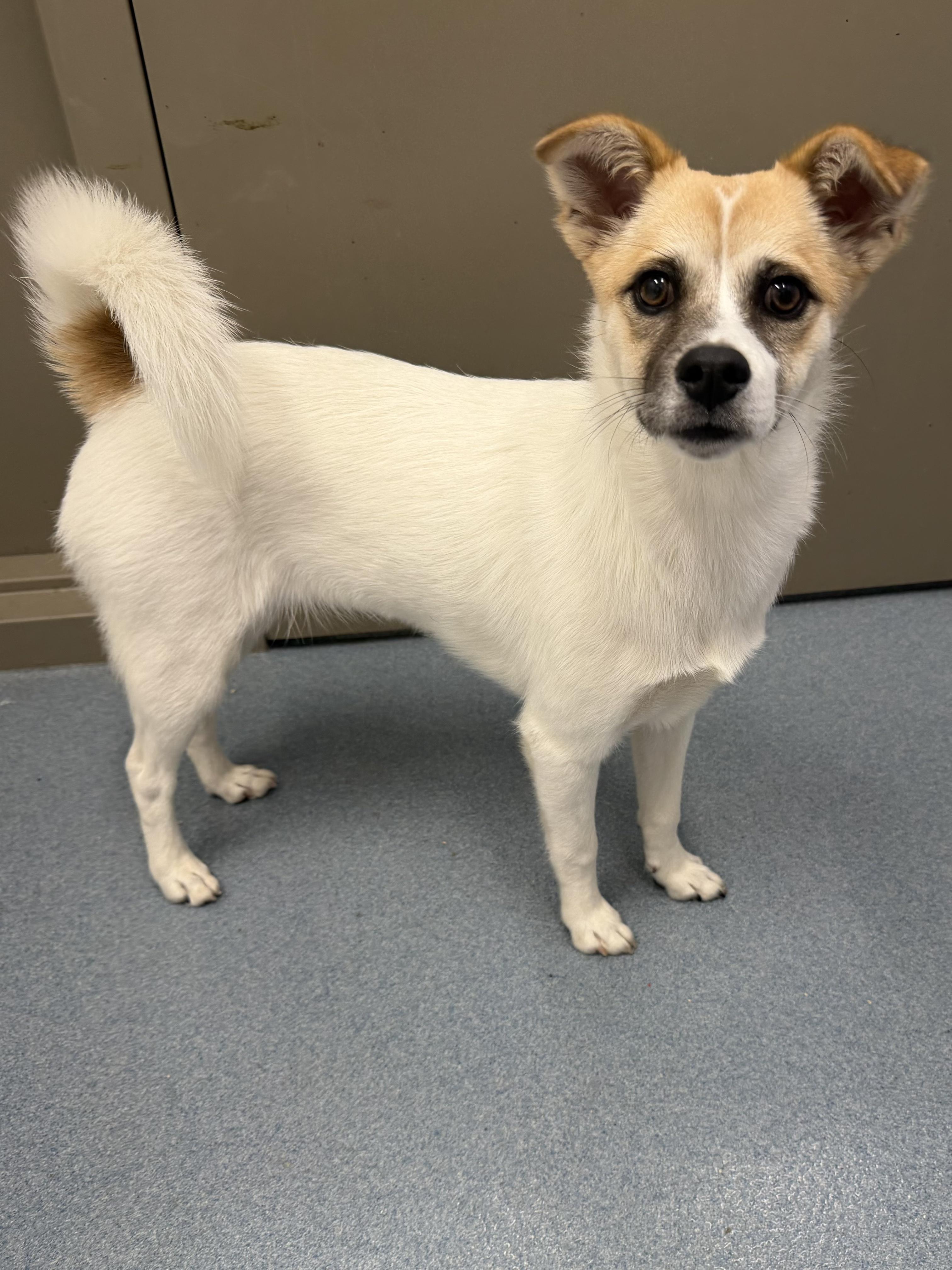 Lucy Tag 1096, adopted, Puppy Female Chihuahua.