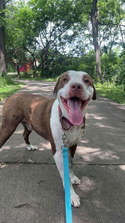 Taz, Adoptable, Adult Male Pit Bull Terrier.