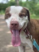 Taz, a Adoptable Pit Bull Terrier in Oskaloosa, IA image 2/3