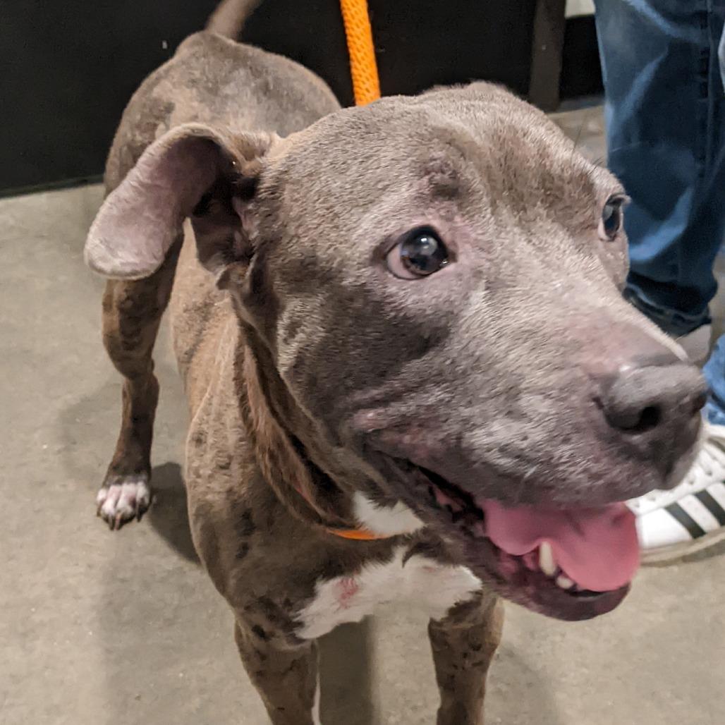Gloria, Adoptable, Adult Female Terrier & Terrier.