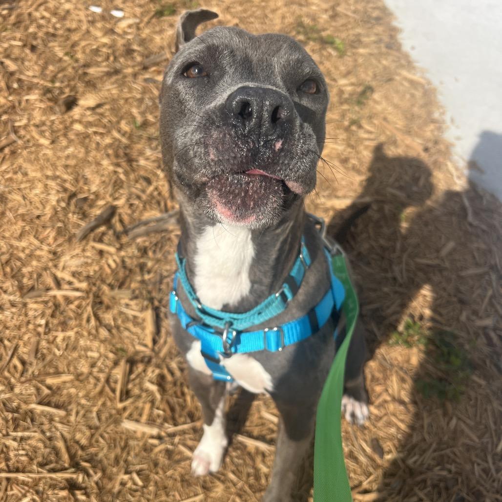Enlarge Gloria, a Adoptable mixed breed in Clearwater, FL image 2/6