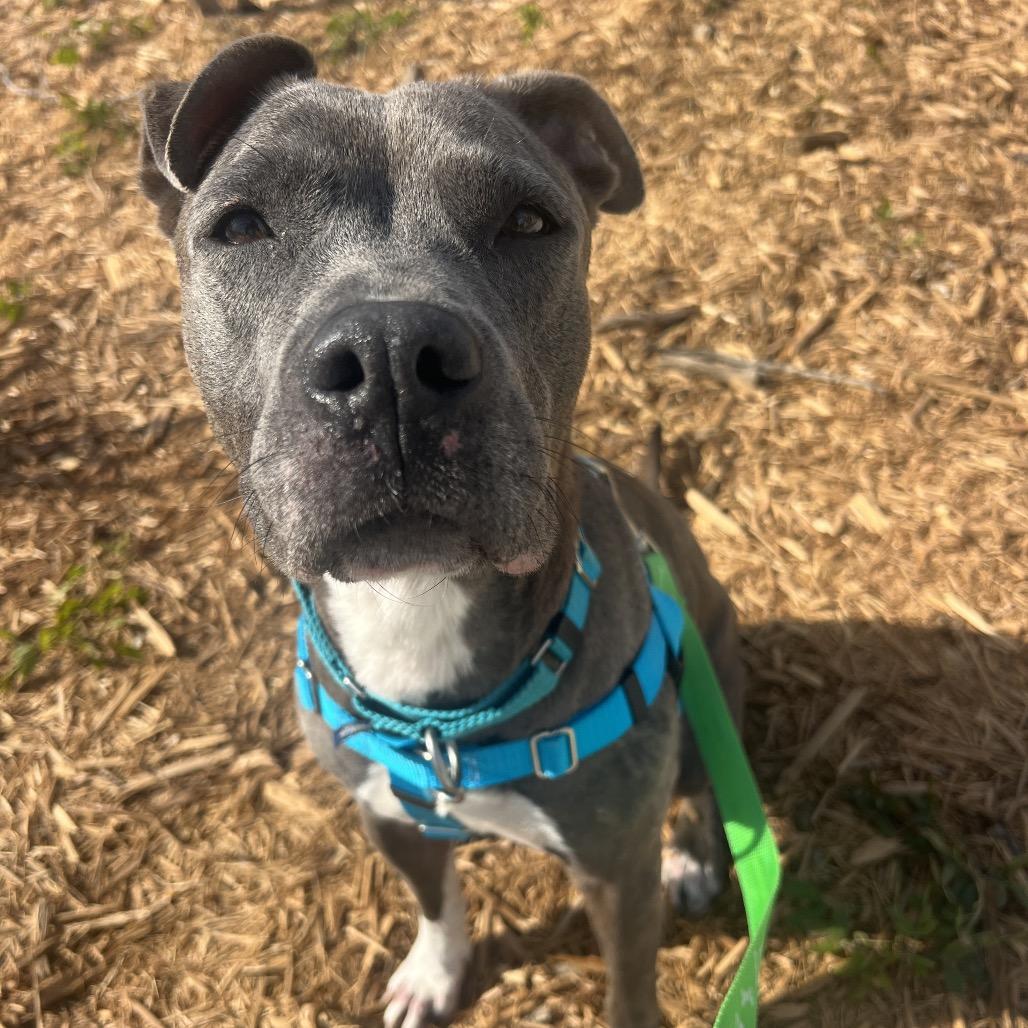 Enlarge Gloria, a Adoptable mixed breed in Clearwater, FL image 3/6