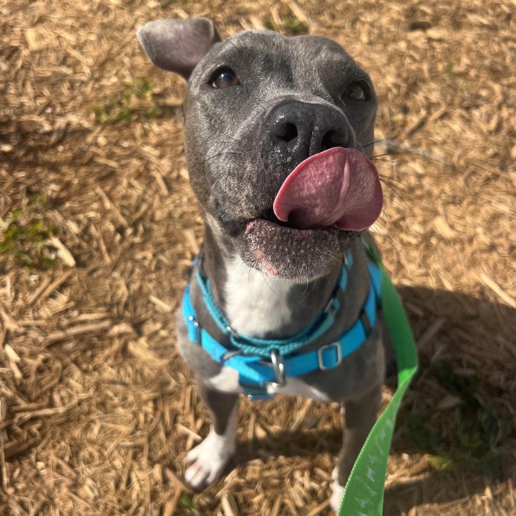 Enlarge Gloria, a Adoptable mixed breed in Clearwater, FL image 4/6