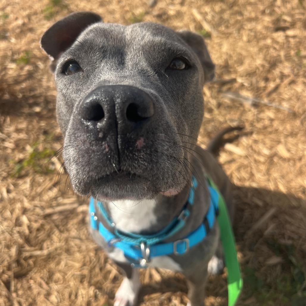 Enlarge Gloria, a Adoptable mixed breed in Clearwater, FL image 5/6