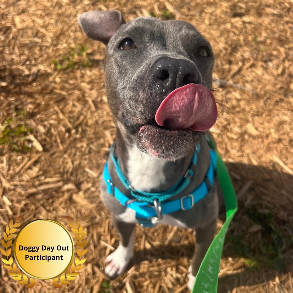Enlarge Gloria, a Adoptable mixed breed in Clearwater, FL image 6/6