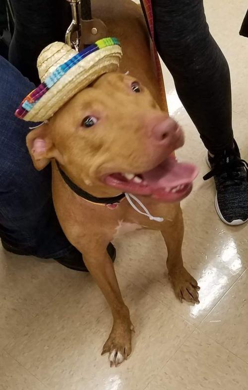 Bella 3, a Adoptable mixed breed in Powell, TN image 3/6