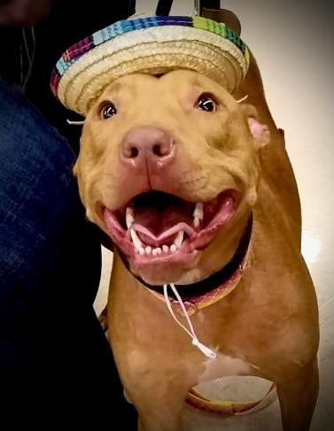 Enlarge Bella 3, a Adoptable mixed breed in Powell, TN image 1/4