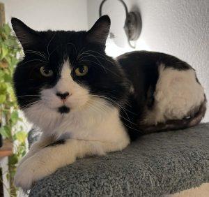 Enlarge Tim, a ADOPTABLE Domestic Short Hair in Anchorage, AK image 1/1