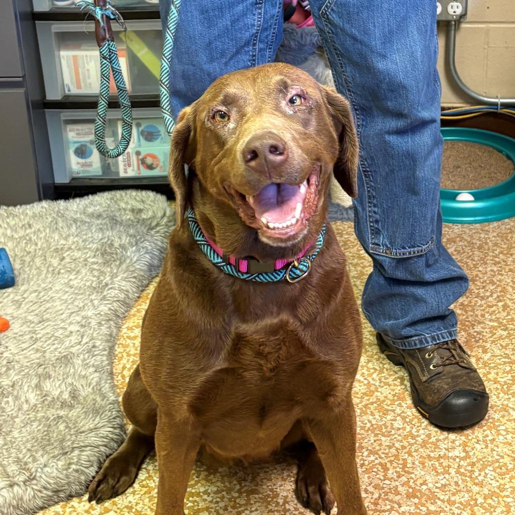Karma, Adoptable, Adult Female Chocolate Labrador Retriever.