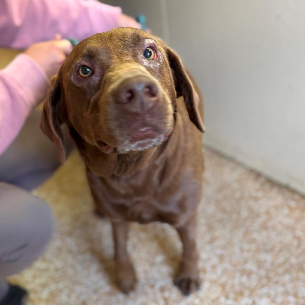 Karma, a Adoptable Chocolate Labrador Retriever in Chehalis, WA image 2/2