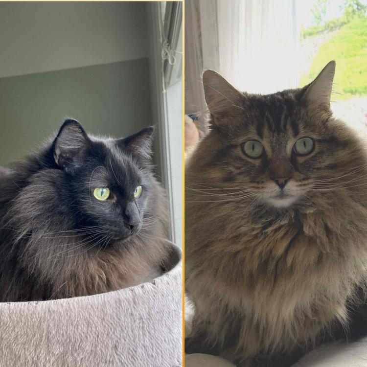 Jojo & Vader, Adoptable, Adult Male Domestic Long Hair.