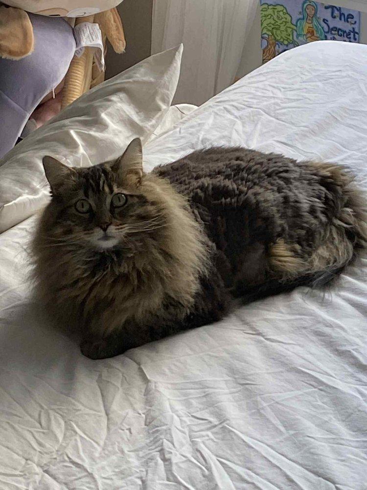 Jojo & Vader, a Adoptable Domestic Long Hair in Abbotsford, BC image 3/3