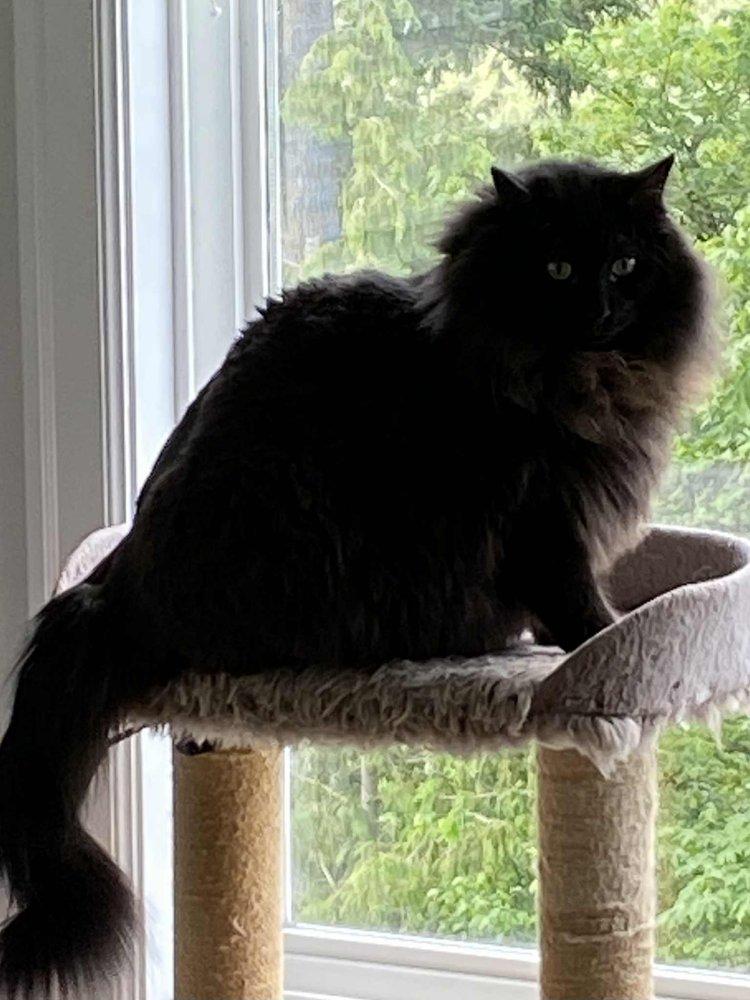 Jojo & Vader, a Adoptable Domestic Long Hair in Abbotsford, BC image 2/3