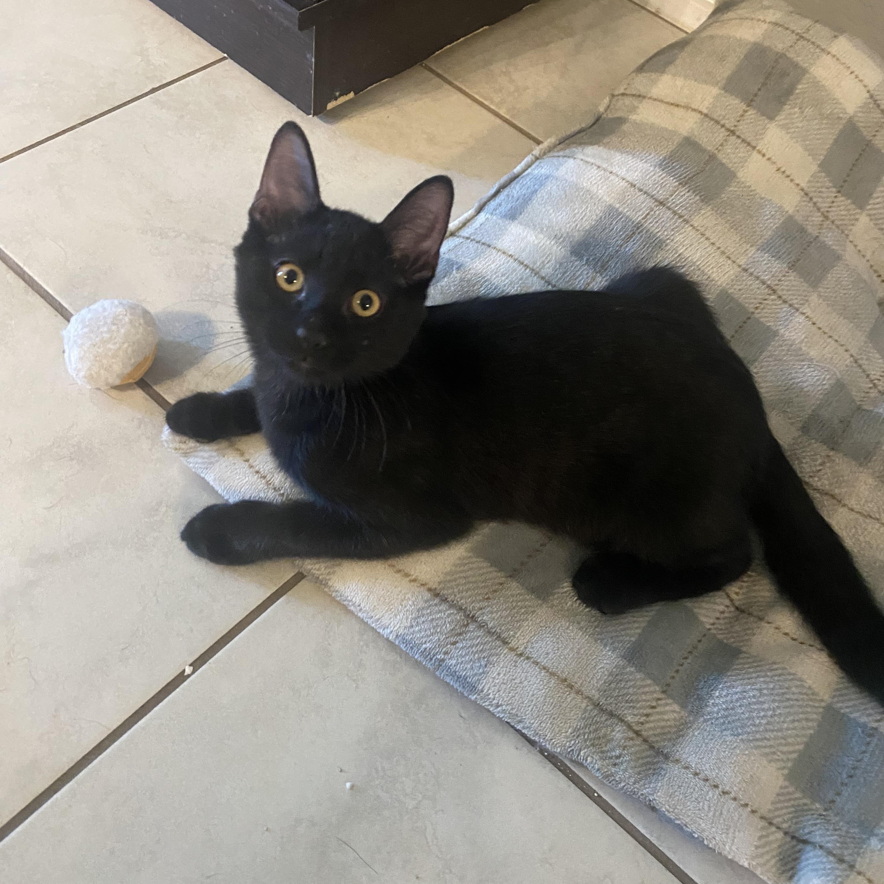 Aragon, Adopted, Kitten Male Domestic Short Hair.
