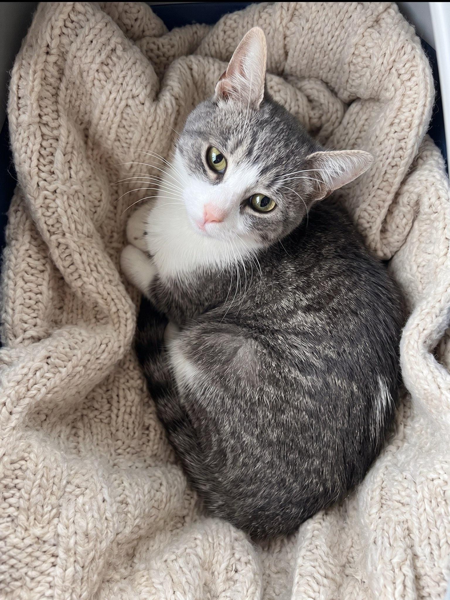 Lilac, adopted, Adult Female Domestic Short Hair.