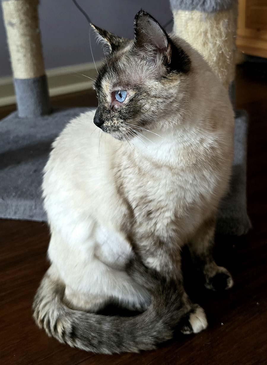 Sapphire — thumbnail 2