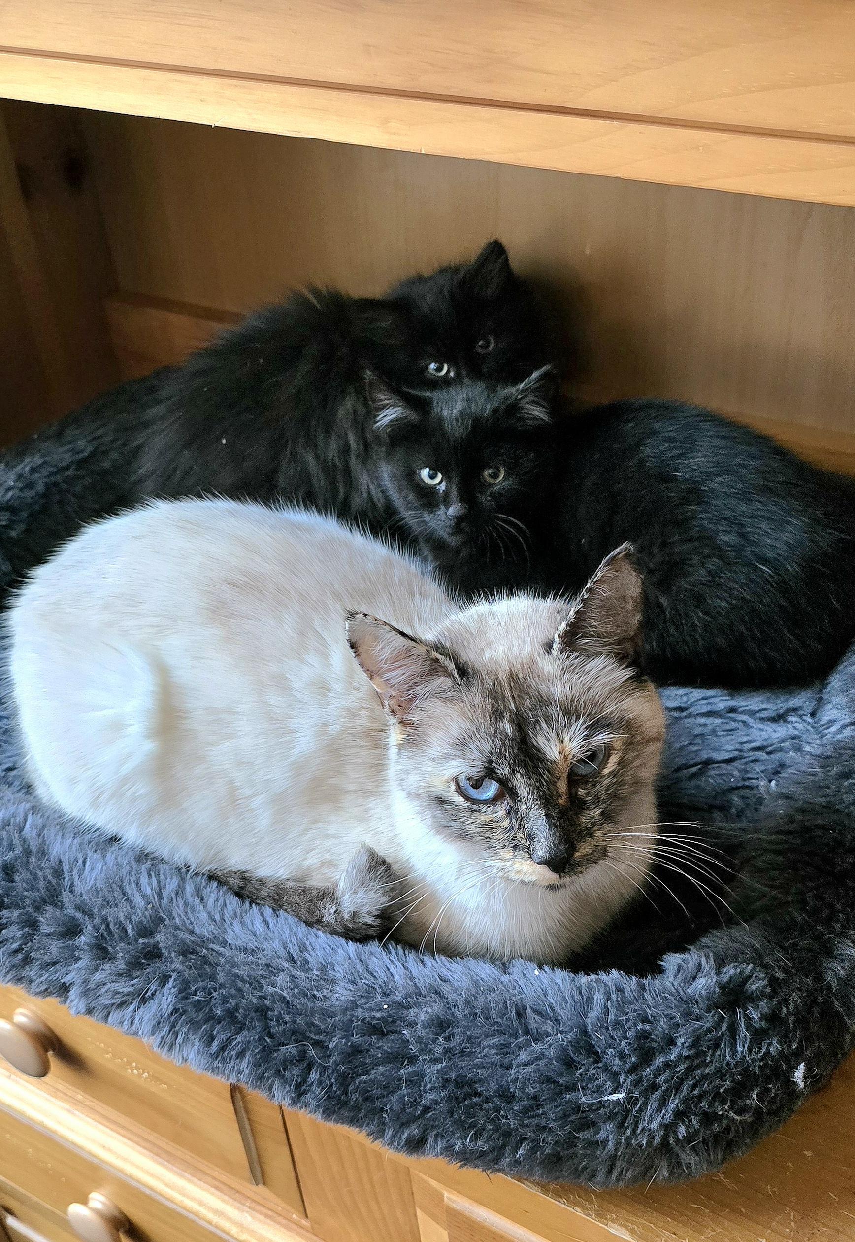 Sapphire — thumbnail 4