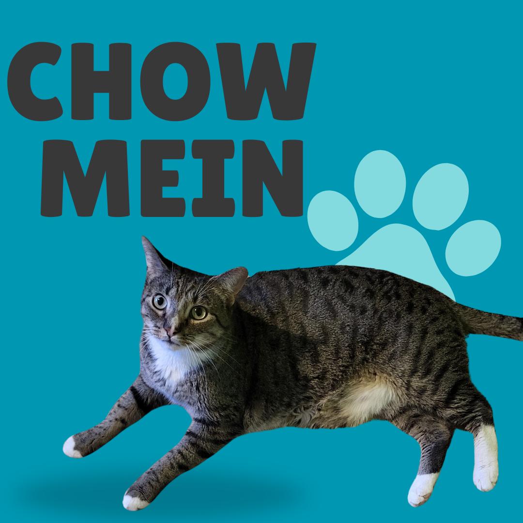 Chow Mein, Adoptable, Adult Male Domestic Short Hair.