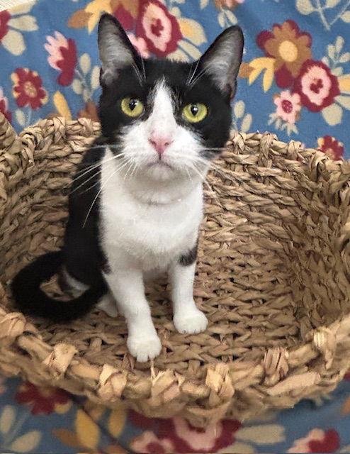 Enlarge 250675  Winkie, a Adoptable Domestic Short Hair in Wetumpka, AL image 1/1