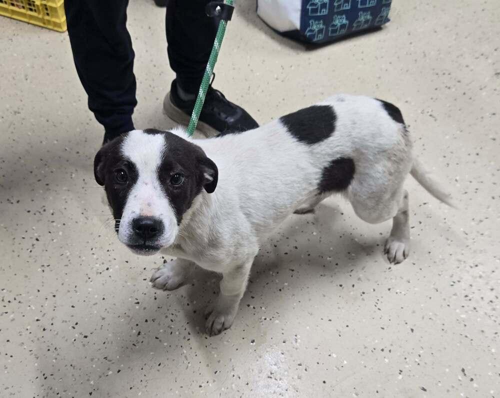 Enlarge Lily, a Adoptable mixed breed in Waverly, OH image 1/1