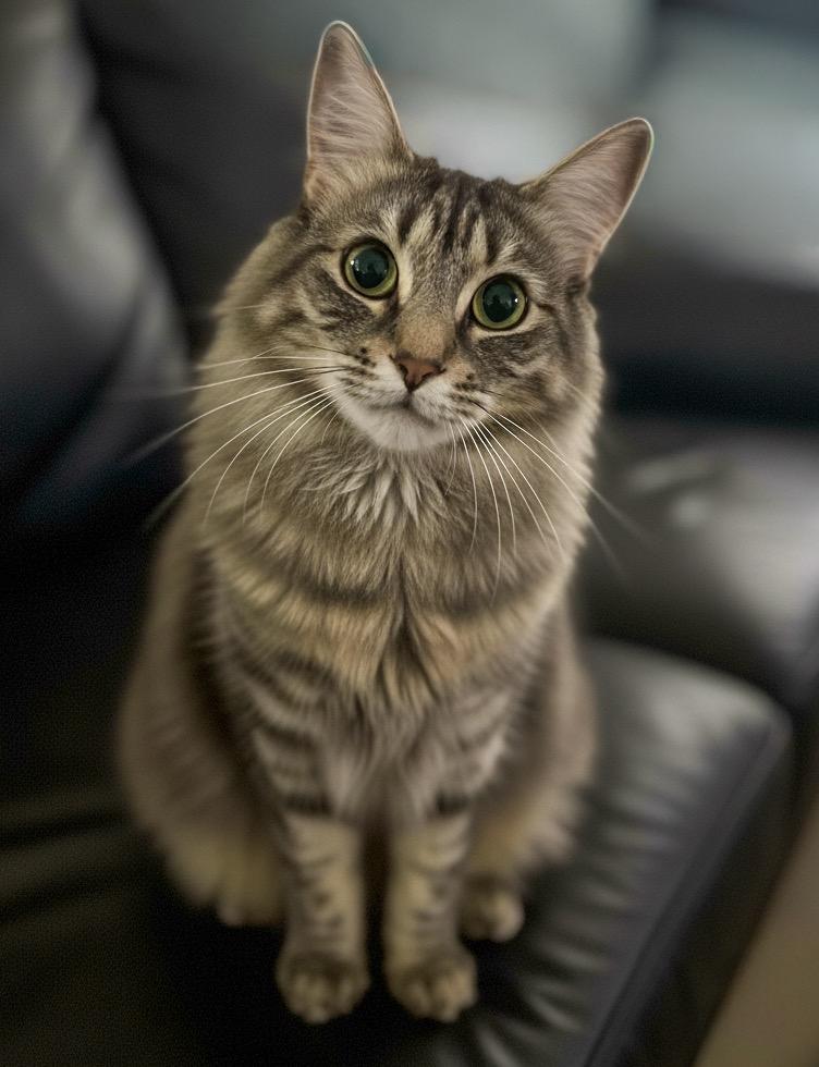 Storm, Adoptable, Young Female Domestic Medium Hair.