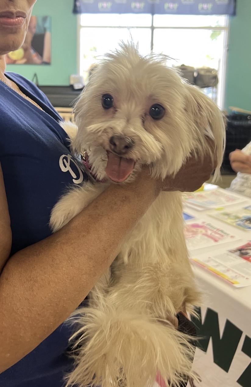 Enlarge Sadie Girl, a ADOPTABLE mixed breed in Henderson, NV image 2/5