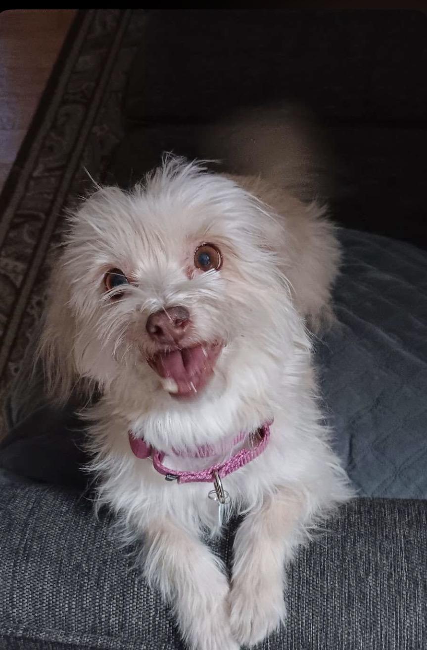 Sadie Girl, ADOPTABLE, Adult Female Maltese & West Highland White Terrier / Westie.