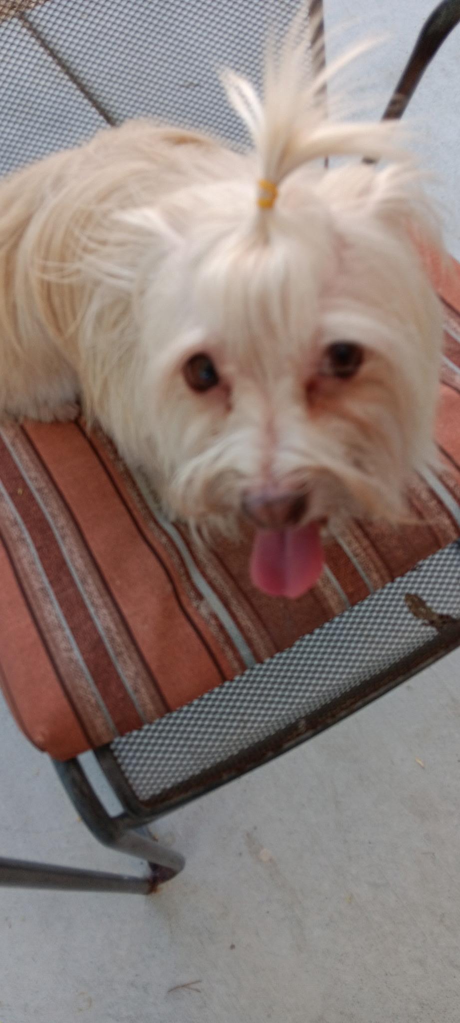 Enlarge Sadie Girl, a ADOPTABLE mixed breed in Henderson, NV image 5/5
