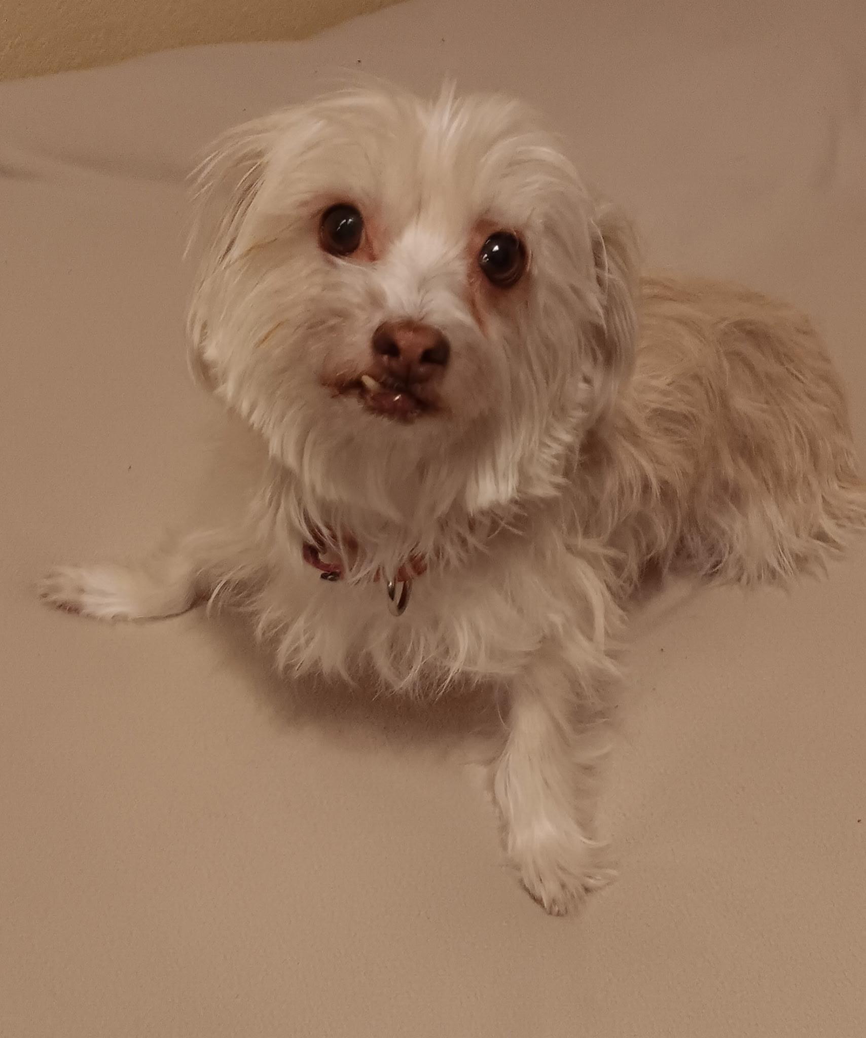 Enlarge Sadie Girl, a ADOPTABLE mixed breed in Henderson, NV image 3/5