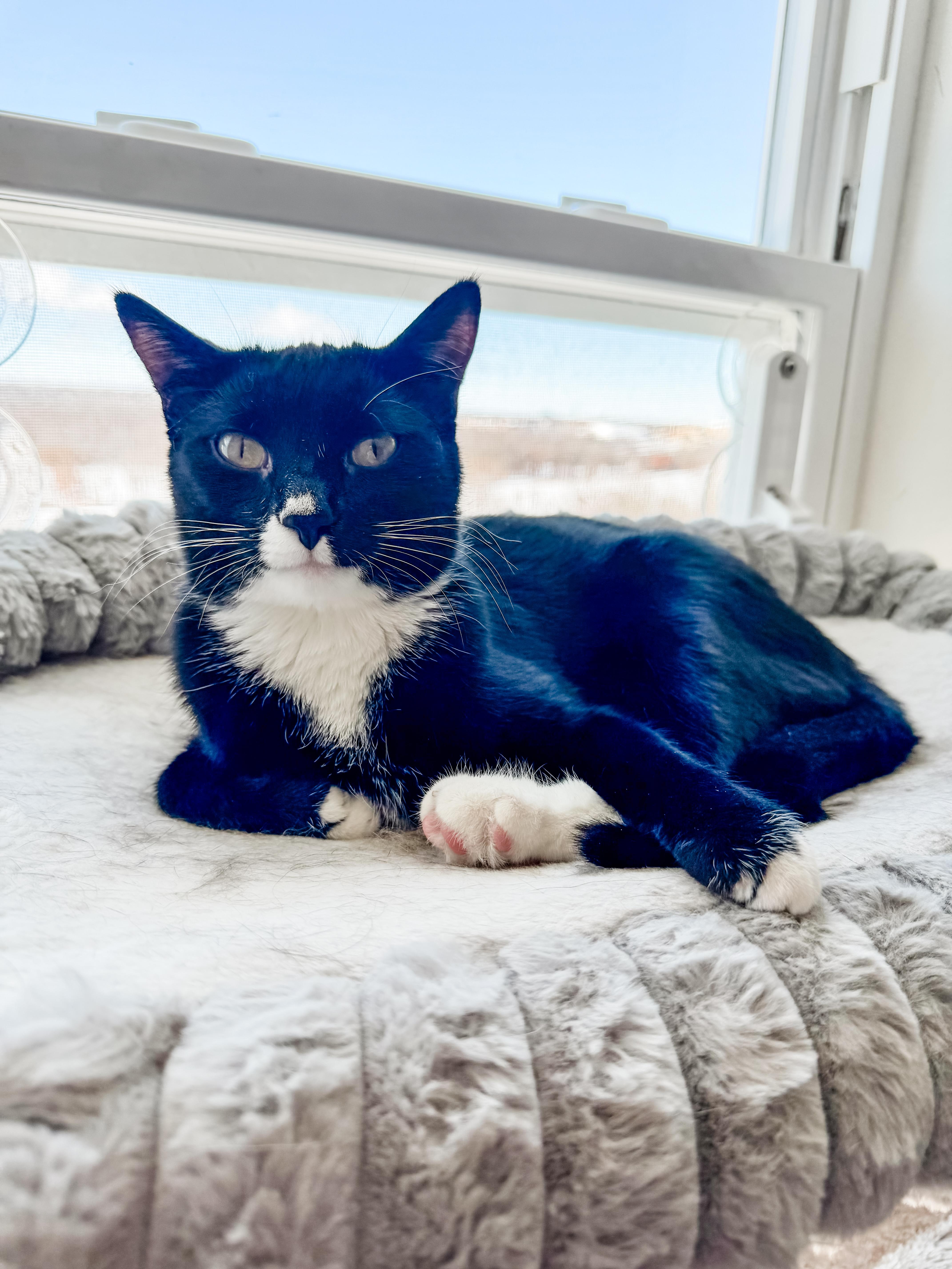Little Foot, Adoptable, Young Male Domestic Short Hair.