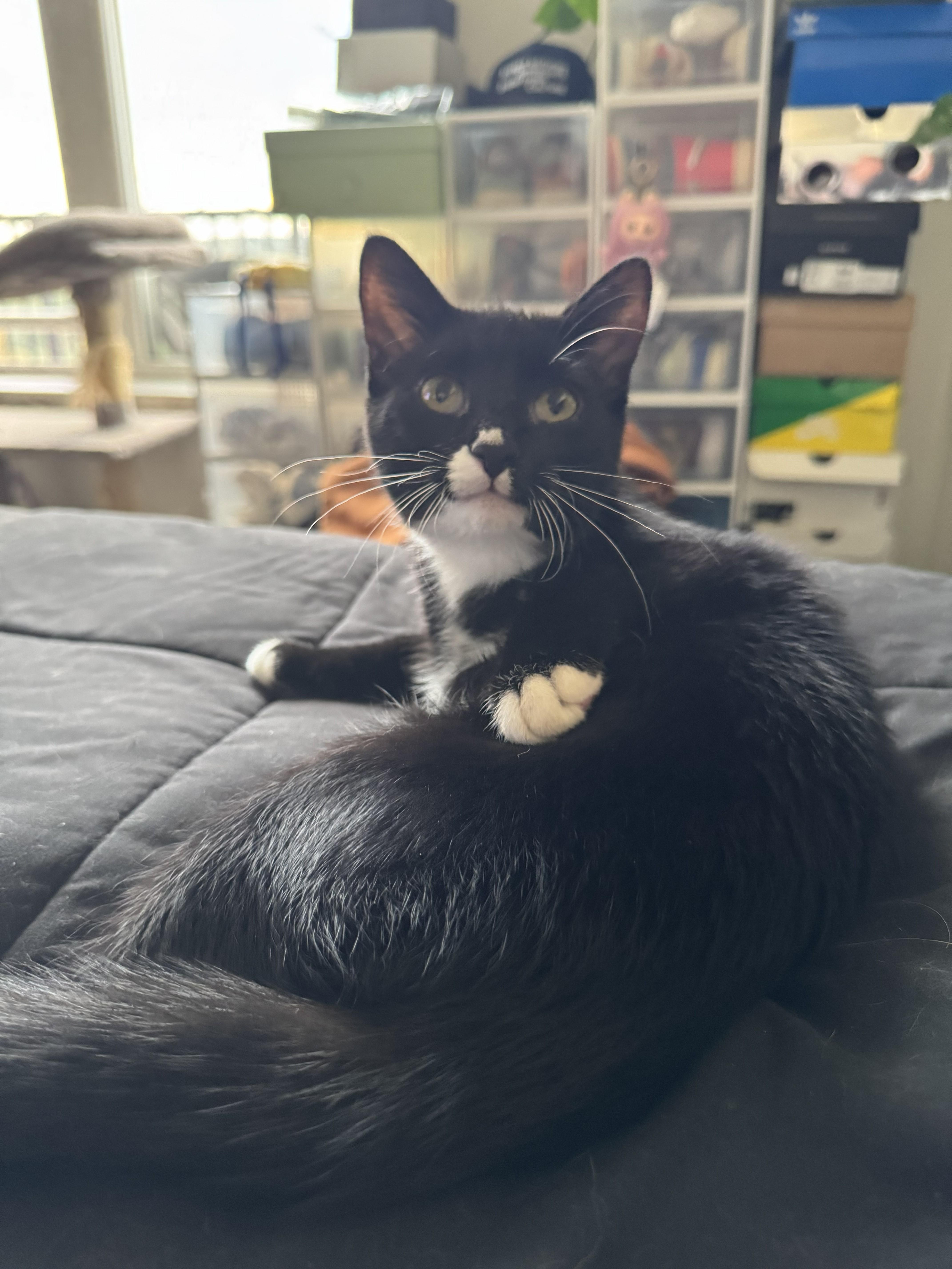 Enlarge Little Foot, a Adoptable Domestic Short Hair in Sartell, MN image 3/3