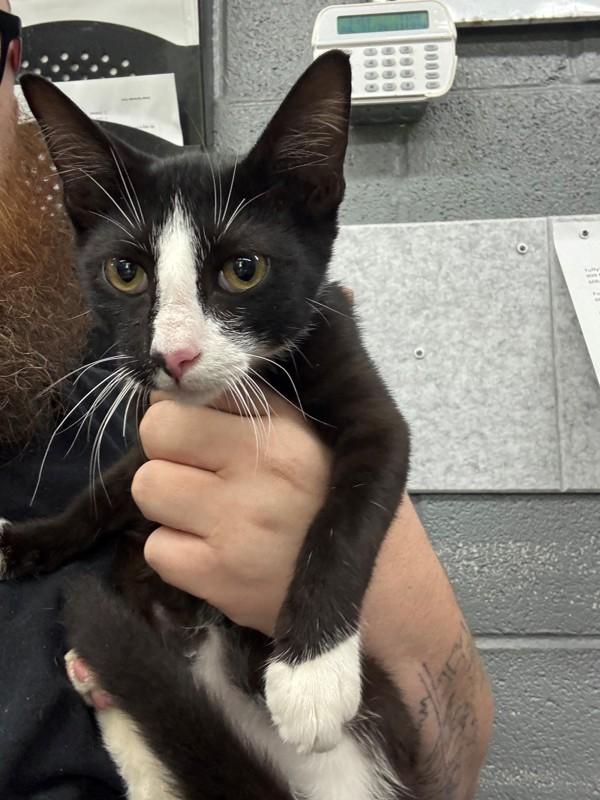Enlarge Foster, a Adoptable mixed breed in Campbellsville, KY image 1/1
