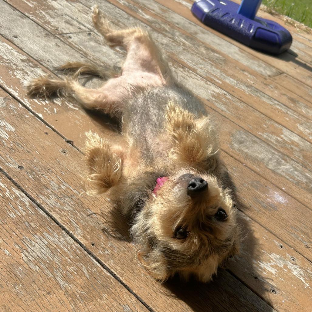 Rosie (bonded w Georgie), a Adoptable mixed breed in Wimberley, TX image 2/6