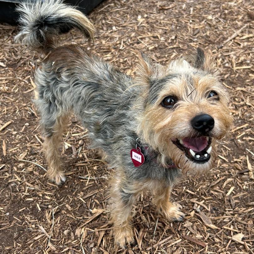 Rosie (bonded w Georgie), a Adoptable mixed breed in Wimberley, TX image 3/6