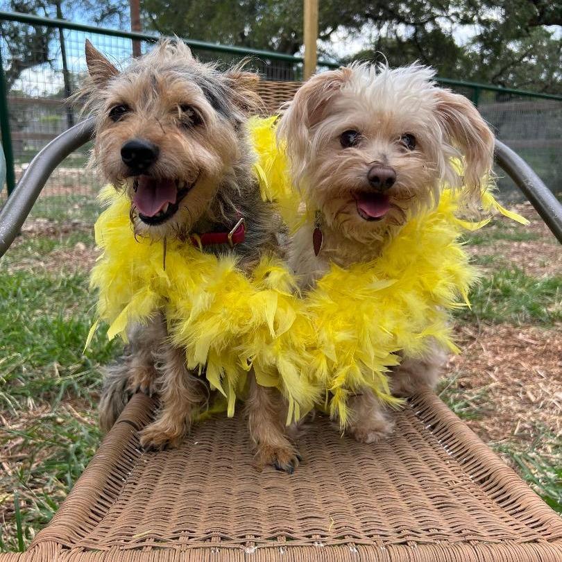 Rosie (bonded w Georgie), a Adoptable mixed breed in Wimberley, TX image 4/6