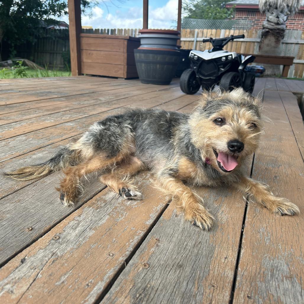 Rosie (bonded w Georgie), a Adoptable mixed breed in Wimberley, TX image 5/6