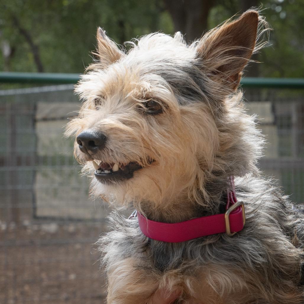 Rosie, a Adoptable mixed breed in Wimberley, TX image 5/6