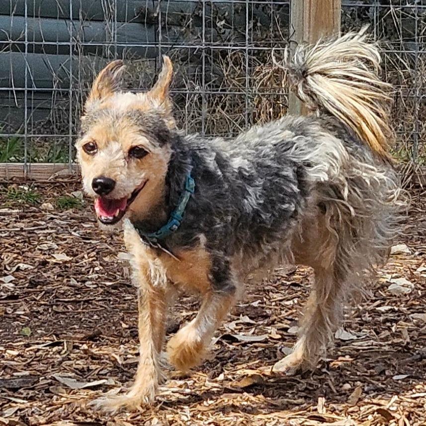 Rosie (bonded w Georgie), a Adoptable mixed breed in Wimberley, TX image 6/6