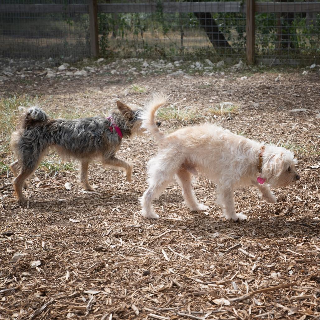 Rosie (bonded w Georgie), a Adoptable mixed breed in Wimberley, TX image 6/6