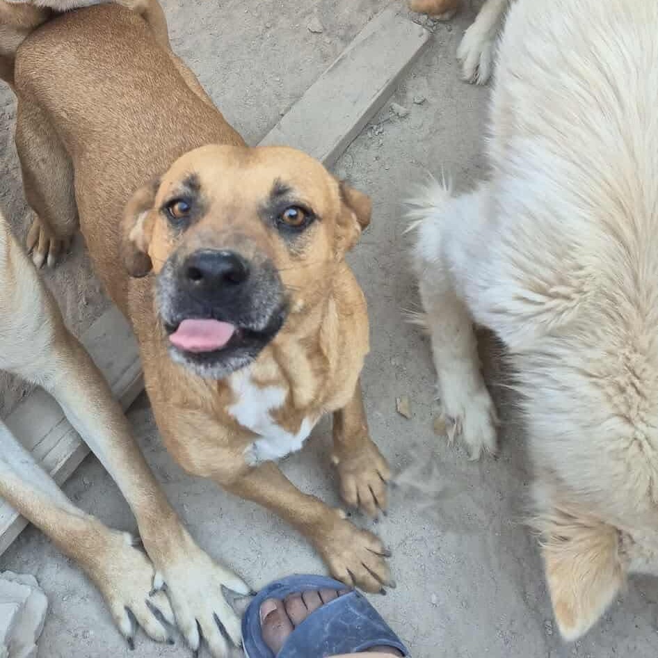 Max, a Adoptable Mixed Breed in Puyallup, WA image 3/3