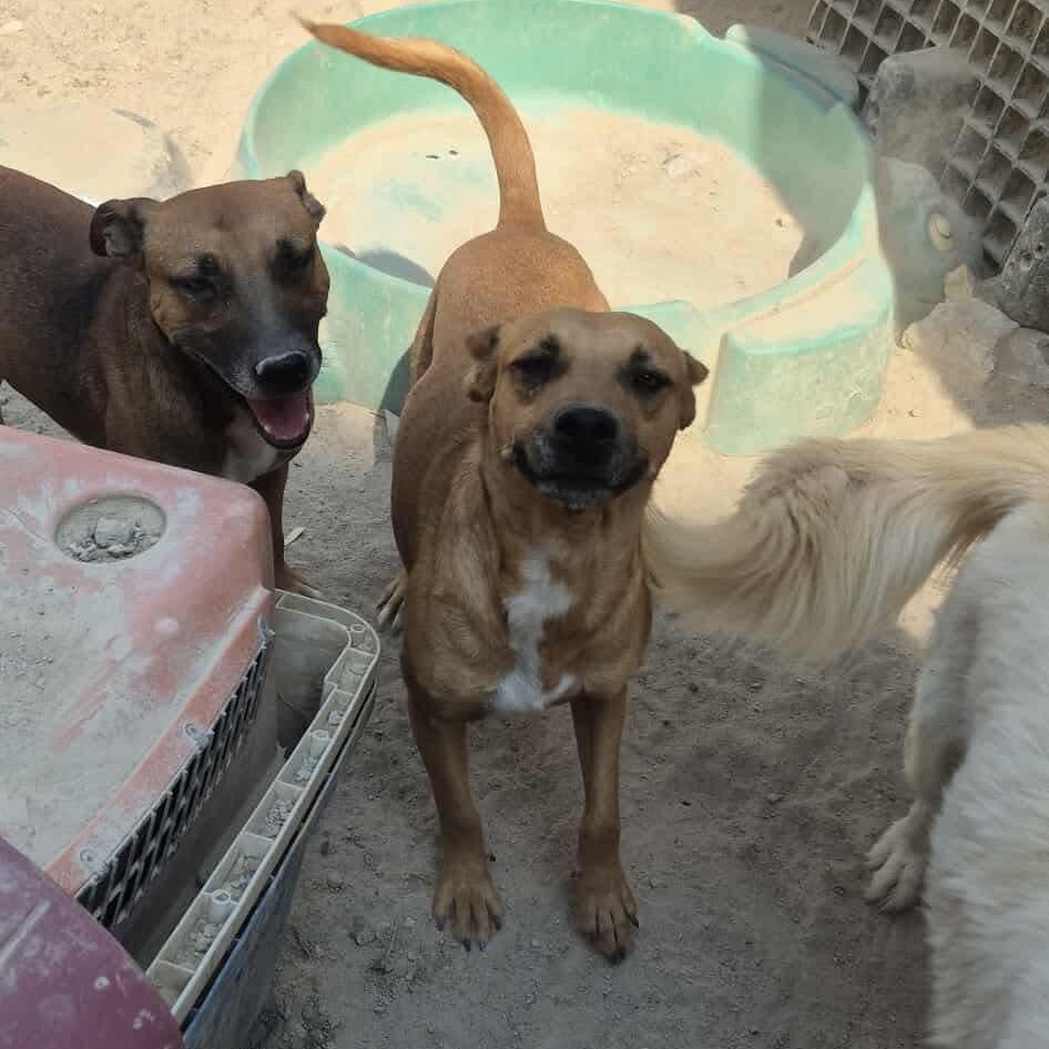 Max, Adoptable, Young Male Mixed Breed.