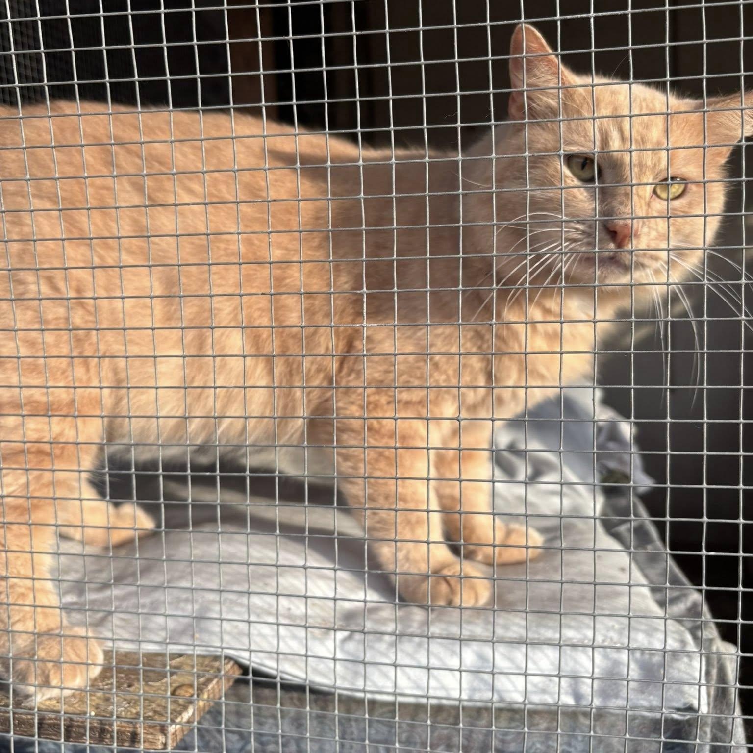 Enlarge Stanley, an adopted Domestic Long Hair in Spring, TX image 2/2
