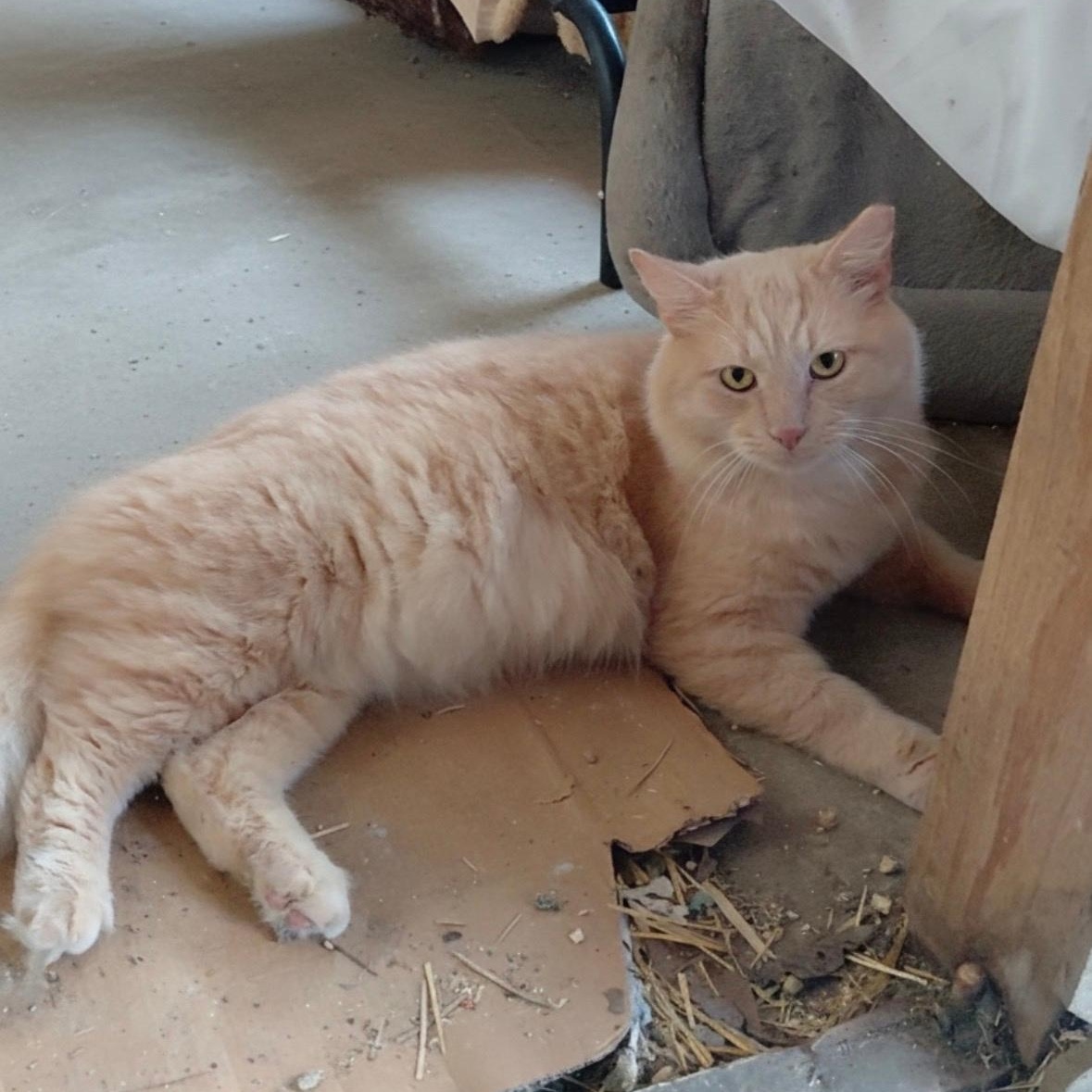 Enlarge Stanley, an adopted Domestic Long Hair in Spring, TX image 1/2
