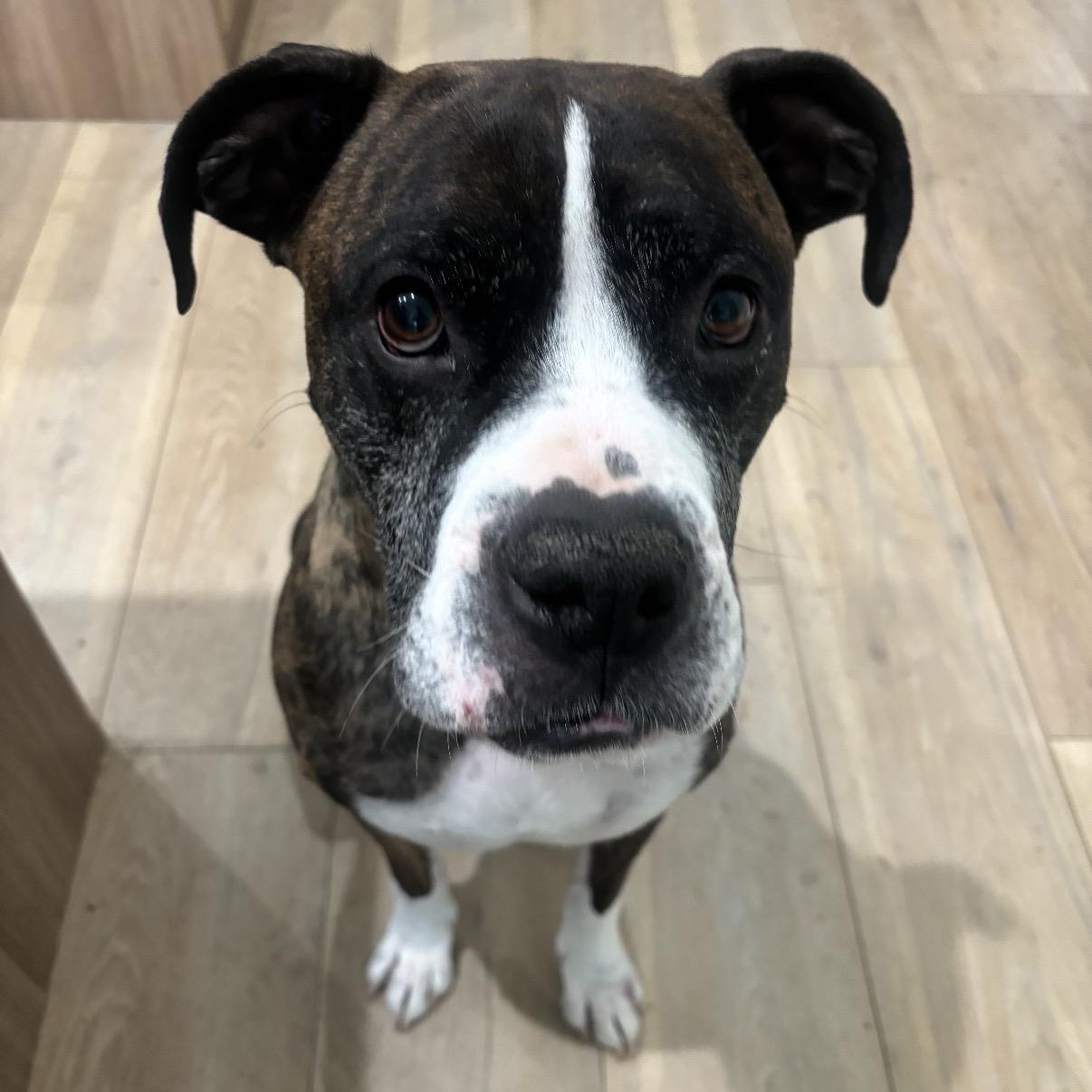 Mamba, a ADOPTABLE mixed breed in Tarzana, CA image 1/4